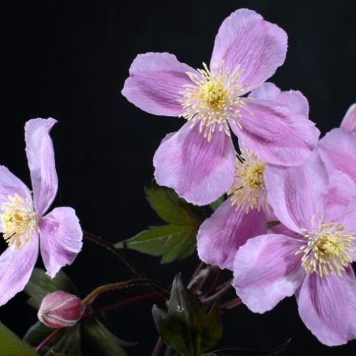 Clematis Montana Fragrant Spring Mayleen (Berg) C2