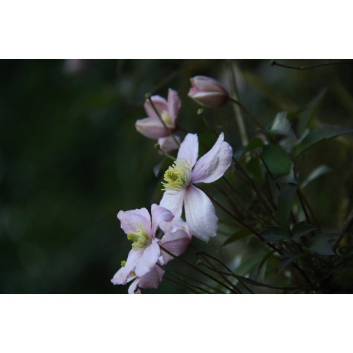 Clematis Montana Fragrant Spring Mayleen (Berg) C2