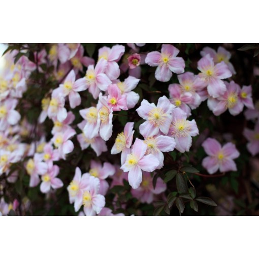 Clematis Montana Fragrant Spring Mayleen (Berg) C2
