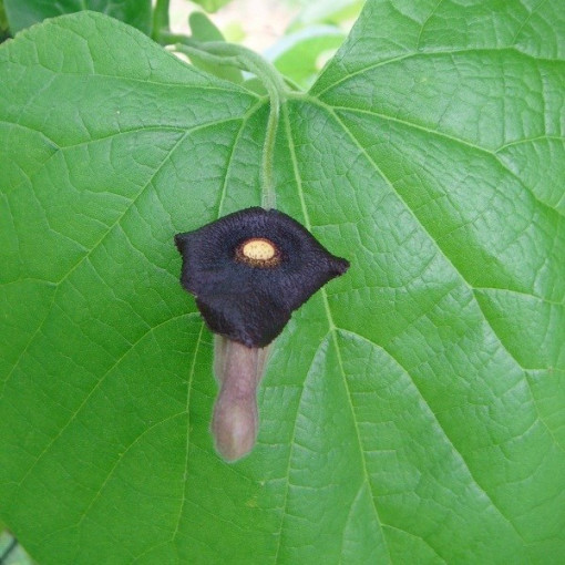 Großblättrige Pfeifenpflanze P9/C1