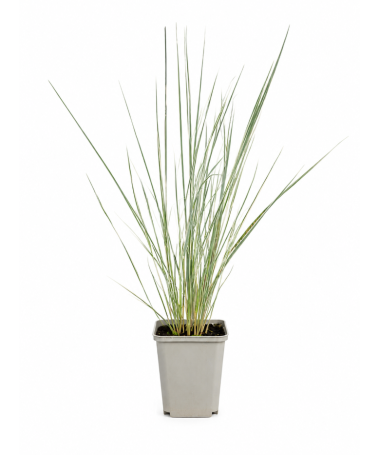 Garten‑Reitgras Calamagrostis × acutiflora ‘Overdam’ P9/C1
