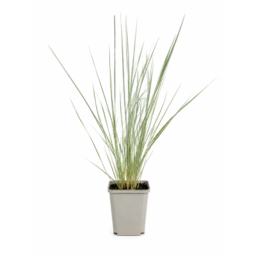 Garten‑Reitgras Calamagrostis × acutiflora ‘Overdam’ P9/C1