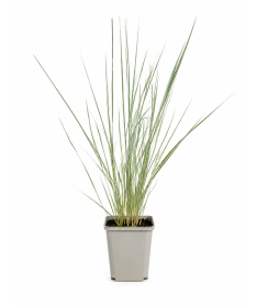 Garten‑Reitgras Calamagrostis × acutiflora ‘Overdam’ P9/C1