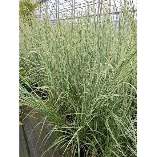 Garten‑Reitgras Calamagrostis × acutiflora ‘Overdam’ P9/C1