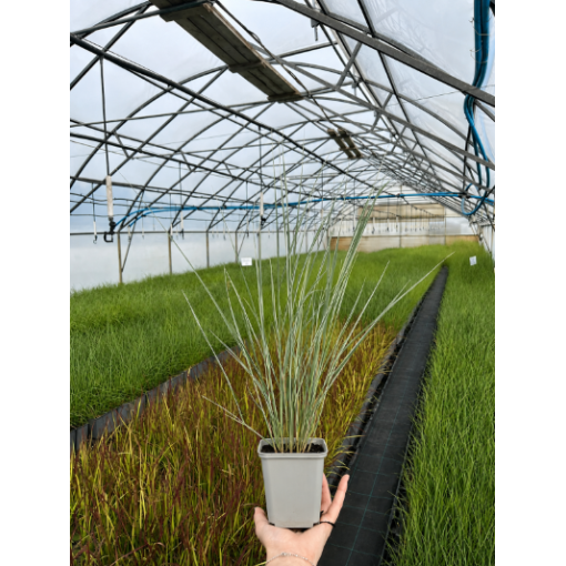 Garten‑Reitgras Calamagrostis × acutiflora ‘Overdam’ P9/C1