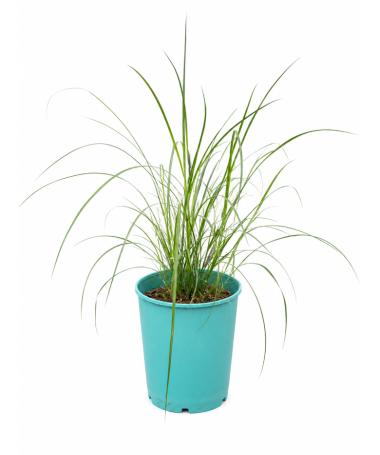 Chinesisches Miscanthus 'Herman Mussel' Topf, 4L