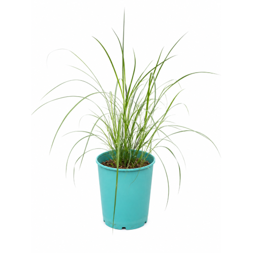 Chinesisches Miscanthus 'Herman Mussel' Topf, 4L