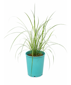 Chinesisches Miscanthus 'Herman Mussel' Topf, 4L