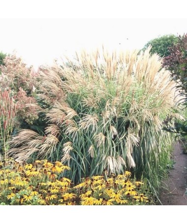 Chinesisches Miscanthus 'Herman Mussel' Topf, 4L