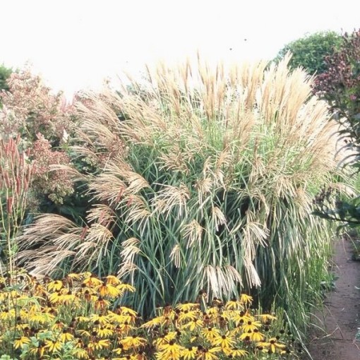 Chinesisches Miscanthus 'Herman Mussel' Topf, 4L
