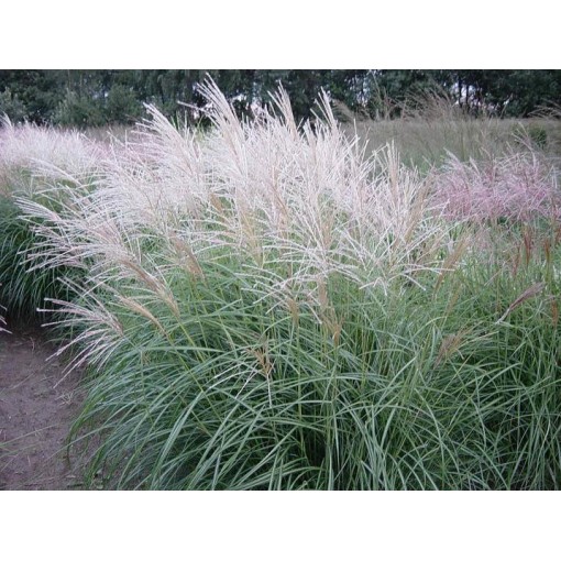 Chinesisches Miscanthus 'Herman Mussel' Topf, 4L