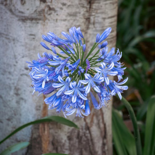 Blaue Agapanthus (Agapanthus Africanus) Setzlinge im 2L Topf