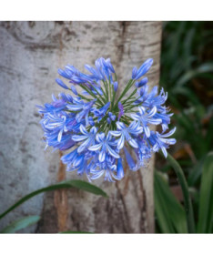 Blaue Agapanthus (Agapanthus Africanus) Setzlinge im 2L Topf