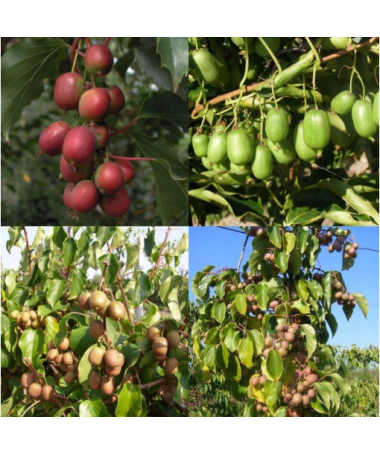 Set aus 4 Stk. Kiwi Actinidia MIX markiert P9/C1