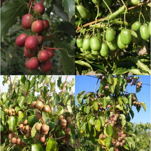 Set aus 4 Stk. Kiwi Actinidia MIX markiert P9/C1