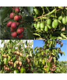 Set aus 4 Stk. Kiwi Actinidia MIX markiert P9/C1