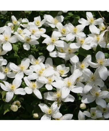Clematis montana 'Chrysocoma' Topf 2L
