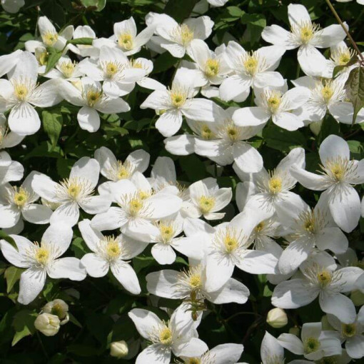 Clematis montana 'Chrysocoma' Topf 2L