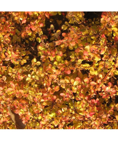 Berberitze 'Green Way' P9/C1