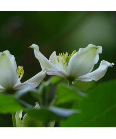 Berg-Waldrebe Montana 'Wilsonii' Topf 2L