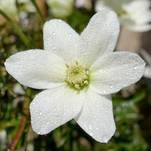 Clematis 'Joe' Topf. 2L