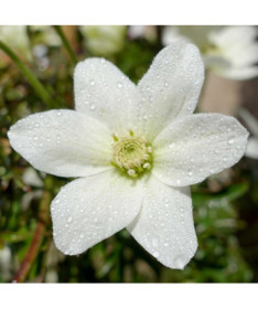 Clematis 'Joe' Topf. 2L