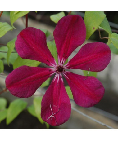 Clematis Allanah (großblütig) Topf. 2L
