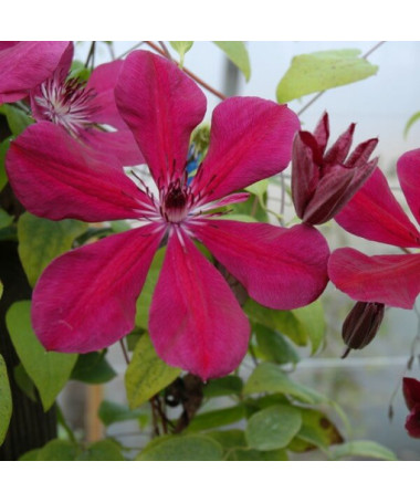 Clematis Allanah (großblütig) Topf. 2L