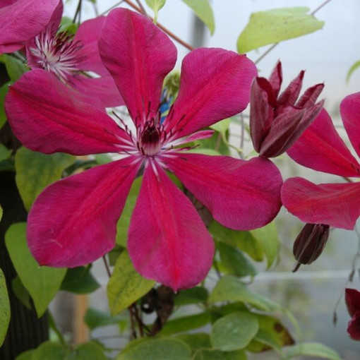 Clematis Allanah (großblütig) Topf. 2L