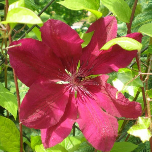 Clematis Allanah (großblütig) Topf. 2L