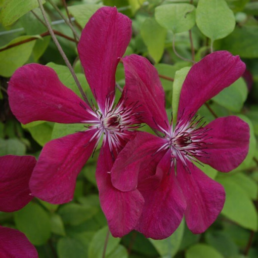 Clematis Allanah (großblütig) Topf. 2L