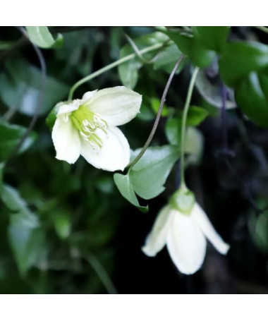 Clematis Cirrhosa 'Jingle Bells' Topf. 2L