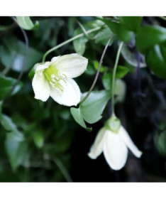 Clematis Cirrhosa 'Jingle Bells' Topf. 2L