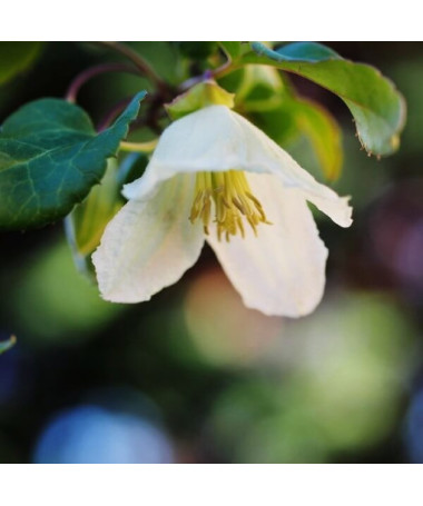 Clematis Cirrhosa 'Jingle Bells' Topf. 2L