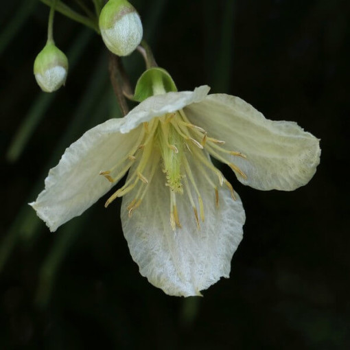 Clematis Cirrhosa 'Jingle Bells' Topf. 2L