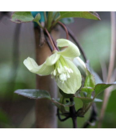 Clematis Cirrhosa 'Wisley Cream' Topf. 2L