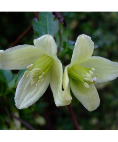 Clematis Cirrhosa 'Wisley Cream' Topf. 2L
