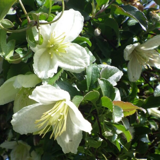 Clematis Cirrhosa 'Wisley Cream' Topf. 2L