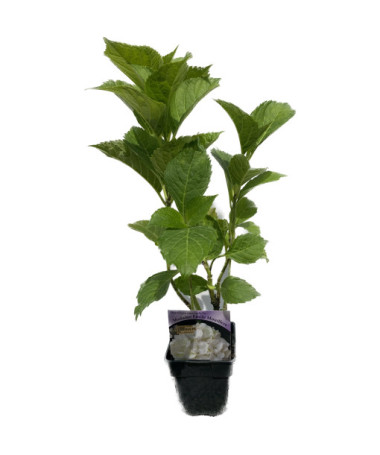 Gartenhortensie 'Madame Emilie Mouillere' Topfgröße P9/C1
