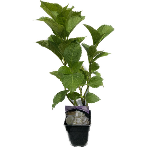 Gartenhortensie 'Madame Emilie Mouillere' Topfgröße P9/C1