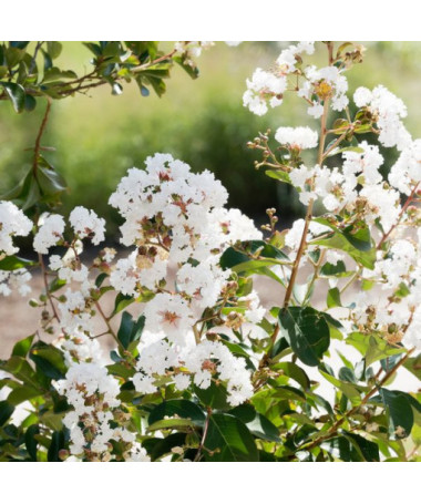 Indische Lagerstroemia White (Ohne Mittag) P9/C1