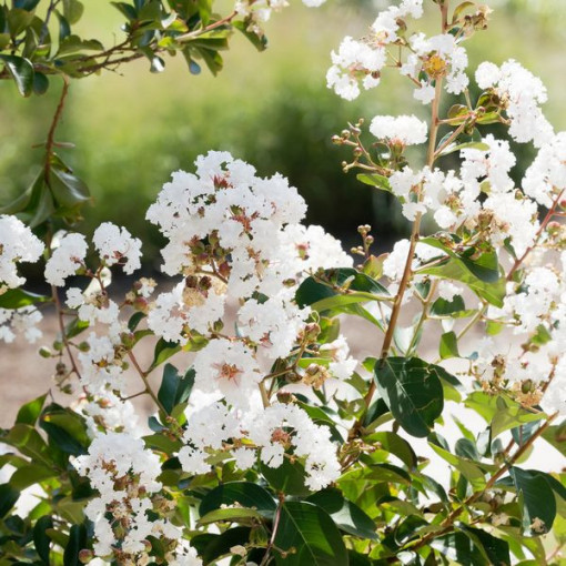 Indische Lagerstroemia White (Ohne Mittag) P9/C1