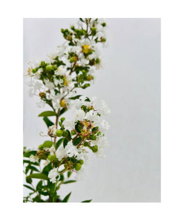 Indische Lagerstroemia White (Ohne Mittag) P9/C1
