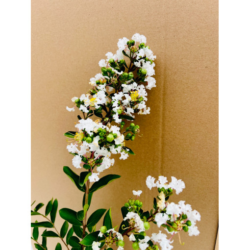 Indische Lagerstroemia White (Ohne Mittag) P9/C1
