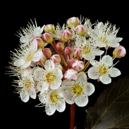 Viburnum opulus 'Red Baron' Topf, P9/C1