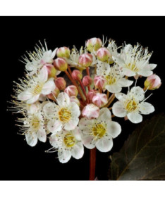 Viburnum opulus 'Red Baron' Topf, P9/C1