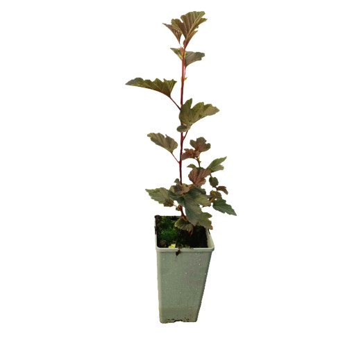 Viburnum opulus 'Red Baron' Topf, P9/C1