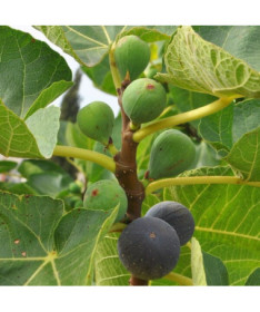 Gemeiner Feigenbaum 'Brown Turkey' Topf, 2L