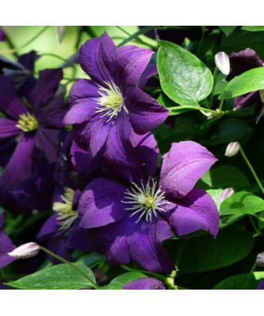 Clematis 'Etoile Violette' 4L Topf