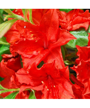 Rhododendron (Mollis Azalee) "Doloroso" P9/C1